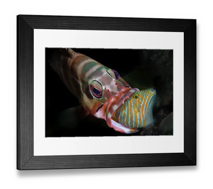 Framed Print : Blacktip grouper (Epinephelus fasciatus) catching a juvenile Orange-lined triggerfish (Balistapus undulatus) in its mouth, Ambon, Indonesia, Pacific Ocean Framed Print : Blacktip grouper (Epinephelus fasciatus) catching a juvenile Orange-lined triggerfish (Balistapus undulatus) in its mouth, Ambon, Indonesia, Pacific Ocean