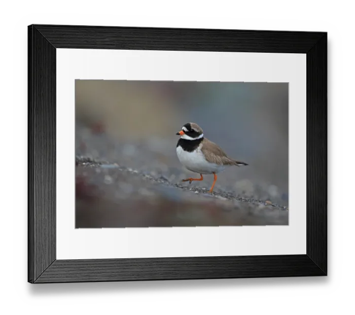 Framed Print : Ringed plover (Charadrius hiaticula) portrait, Iceland. June Framed Print : Ringed plover (Charadrius hiaticula) portrait, Iceland. June