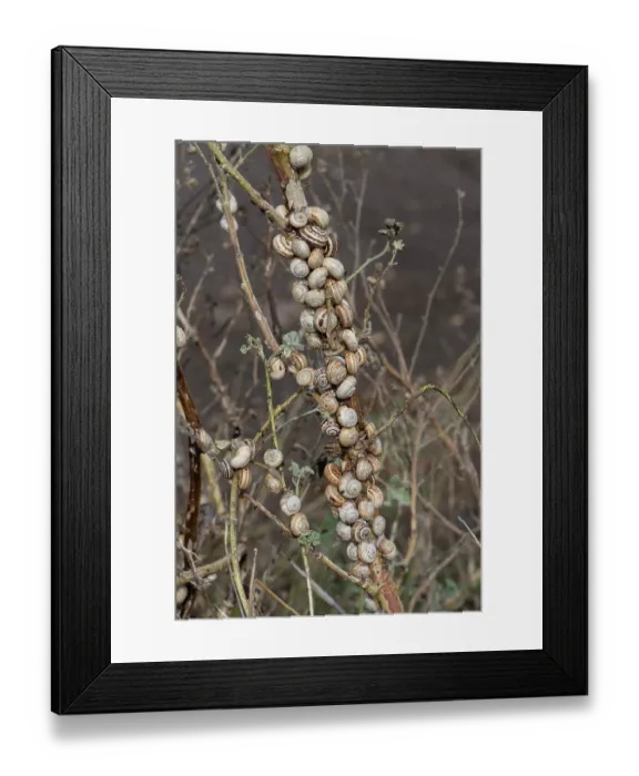 Framed Print : Group of Sandhill snails (Theba pisana) resting on woody plant stem, Portugal. June Framed Print : Group of Sandhill snails (Theba pisana) resting on woody plant stem, Portugal. June