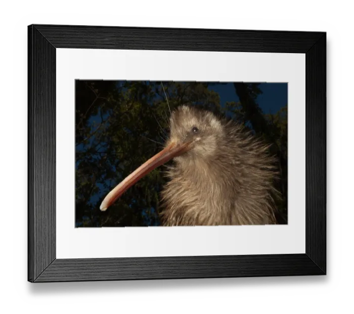 Framed Print : Okarito kiwi (Apteryx rowi) female, portrait, temporarily captive for a routine health check and transmitter change, Okarito Forest, West Coast, South Island, New Zealand Framed Print : Okarito kiwi (Apteryx rowi) female, portrait, temporarily captive for a routine health check and transmitter change, Okarito Forest, West Coast, South Island, New Zealand