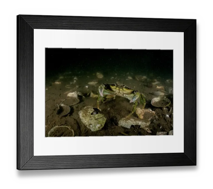Framed Print : Invasive European green crab (Carcinus maenas) among dead seashells and a muddy seabed. These crabs uproot important seagrass and can out-compete native crab species Framed Print : Invasive European green crab (Carcinus maenas) among dead seashells and a muddy seabed. These crabs uproot important seagrass and can out-compete native crab species
