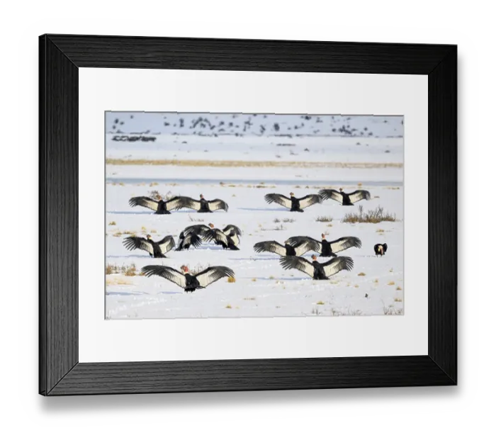 Framed Print : Group of Andean condors (Vultur gryphus) basking on snow-covered ground after feeding on a nearby Guanaco carcass, near Torres del Paine National Park, Patagonia, Chile Framed Print : Group of Andean condors (Vultur gryphus) basking on snow-covered ground after feeding on a nearby Guanaco carcass, near Torres del Paine National Park, Patagonia, Chile