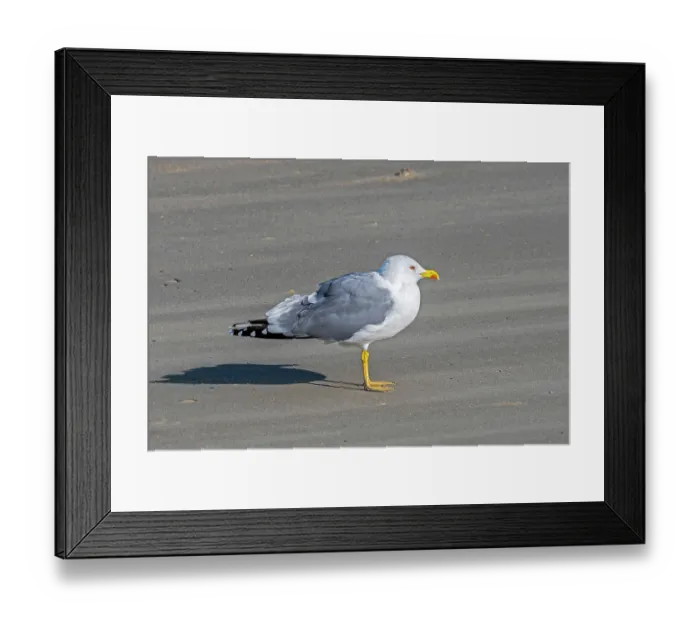 Framed Print : Yellow-legged gull (Larus michahellis) standing on sandy beach along the North Sea coast, Zeeland, Netherlands. October Framed Print : Yellow-legged gull (Larus michahellis) standing on sandy beach along the North Sea coast, Zeeland, Netherlands. October