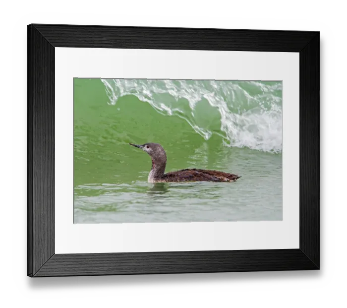 Framed Print : Red-throated loon (Gavia stellata) juvenile, swimming in sea along the North Sea coast, Zeeland, Netherlands. October Framed Print : Red-throated loon (Gavia stellata) juvenile, swimming in sea along the North Sea coast, Zeeland, Netherlands. October