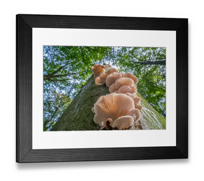 Framed Print : Indian oyster (Pleurotus pulmonarius) fungi on broadleaf tree trunk in forest in autumn, Flanders, Belgium. October Framed Print : Indian oyster (Pleurotus pulmonarius) fungi on broadleaf tree trunk in forest in autumn, Flanders, Belgium. October