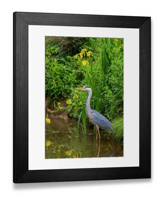 Framed Print : Grey heron (Ardea cinerea) standing in shallow water along lake bank with yellow Irises flowering in spring, La Brenne, Indre, France. May Framed Print : Grey heron (Ardea cinerea) standing in shallow water along lake bank with yellow Irises flowering in spring, La Brenne, Indre, France. May