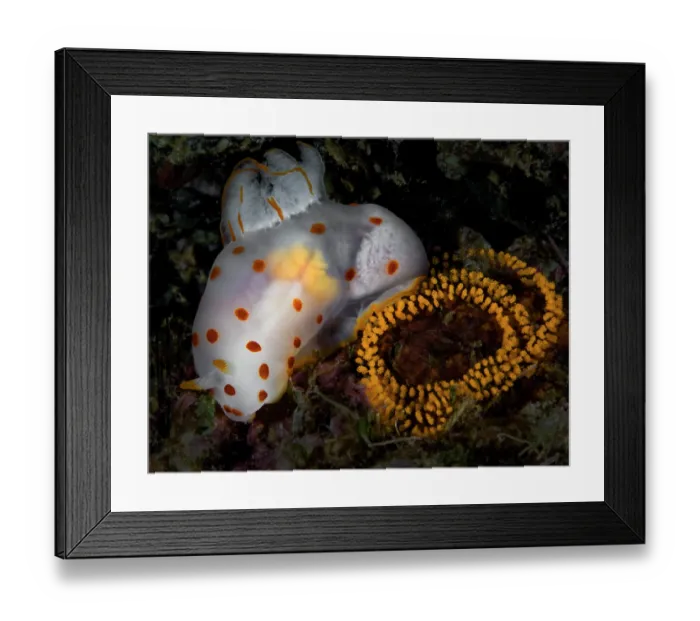 Framed Print : Dorid nudibranch (Gymnodoris ceylonica) with eggs, Ambon, Indonesia, Pacific Ocean Framed Print : Dorid nudibranch (Gymnodoris ceylonica) with eggs, Ambon, Indonesia, Pacific Ocean
