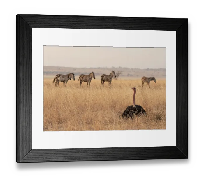 Framed Print : Masai ostrich (Struthio camelus massaicus) male, sitting on nest incubating eggs with Zebras (Equus quagga) behind, Tarangire National Park, Tanzania Framed Print : Masai ostrich (Struthio camelus massaicus) male, sitting on nest incubating eggs with Zebras (Equus quagga) behind, Tarangire National Park, Tanzania
