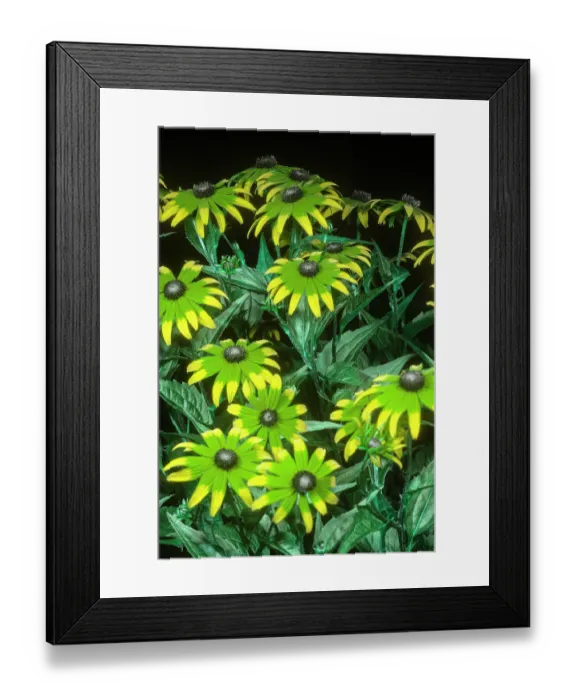 Framed Print : Black eyed susan (Rudbeckia sp.) flowers under bee vision light on black background Framed Print : Black eyed susan (Rudbeckia sp.) flowers under bee vision light on black background