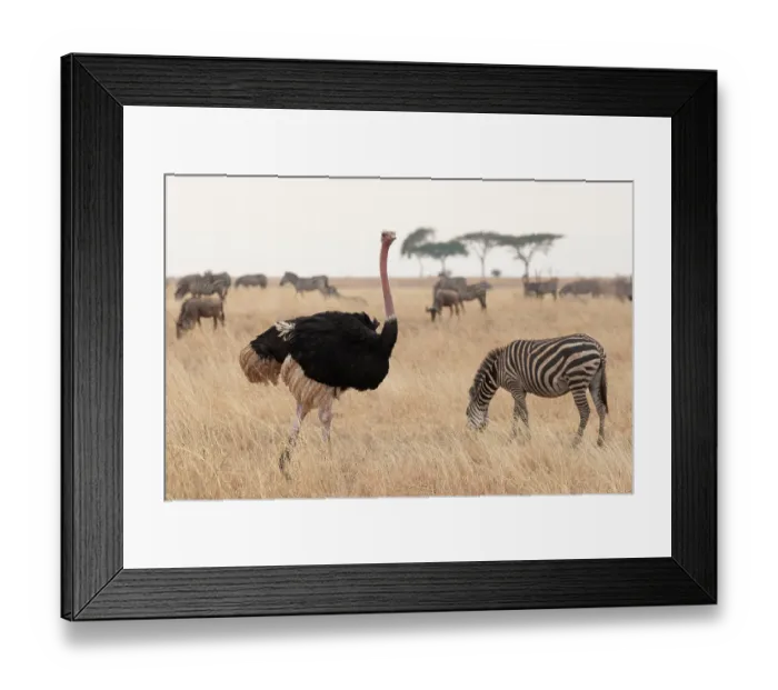 Framed Print : Masai ostrich (Struthio camels massaicus) male, walking through grassland close to nest with Zebra (Equus quagga) herd grazing close by, Tarangire National Park, Tanzania Framed Print : Masai ostrich (Struthio camels massaicus) male, walking through grassland close to nest with Zebra (Equus quagga) herd grazing close by, Tarangire National Park, Tanzania