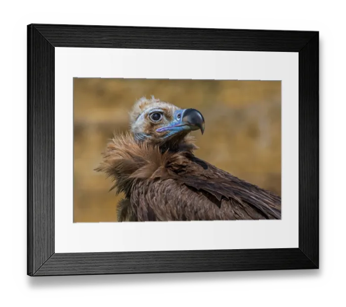 Framed Print : Cinereous vulture (Aegypius monachus) head portrait. Captive, occurs in Eurasia Framed Print : Cinereous vulture (Aegypius monachus) head portrait. Captive, occurs in Eurasia