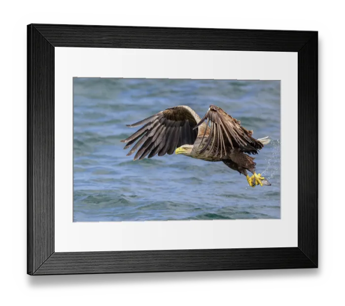 Framed Print : White-tailed eagle (Haliaeetus albicilla) fishing on surface of Loch Na Keel, Isle of Mull, Scotland, UK. June. Controlled conditions Framed Print : White-tailed eagle (Haliaeetus albicilla) fishing on surface of Loch Na Keel, Isle of Mull, Scotland, UK. June. Controlled conditions