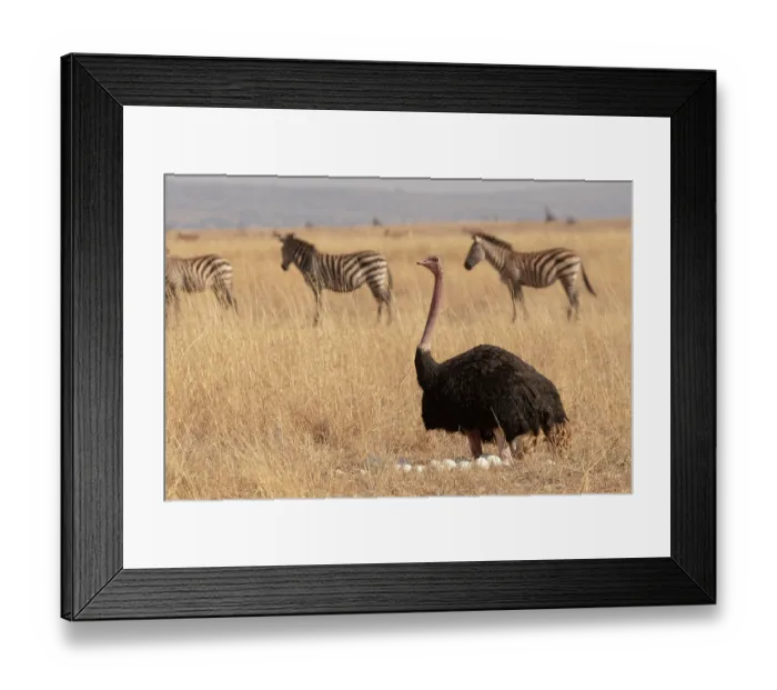 Framed Print : Masai ostrich (Struthio camelus massaicus) sitting on eggs at nest with Zebra (Equus quagga) behind, Tarangire National Park Tanzania Framed Print : Masai ostrich (Struthio camelus massaicus) sitting on eggs at nest with Zebra (Equus quagga) behind, Tarangire National Park Tanzania