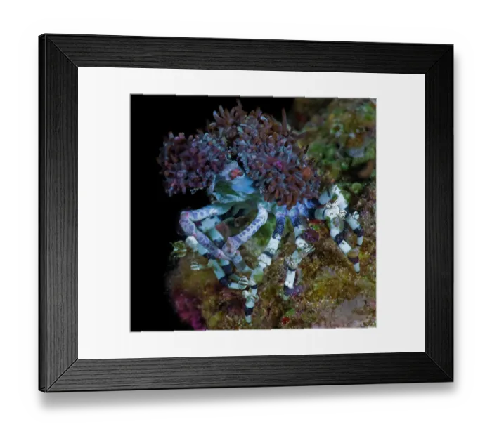 Framed Print : Majid decorator crab (Cyclocoeloma tuberculata) covering itself with stinging Cnidarians (Corallimorpharia) for camouflage and defence, Raja Ampat, Indonesia, Pacific Ocean Framed Print : Majid decorator crab (Cyclocoeloma tuberculata) covering itself with stinging Cnidarians (Corallimorpharia) for camouflage and defence, Raja Ampat, Indonesia, Pacific Ocean
