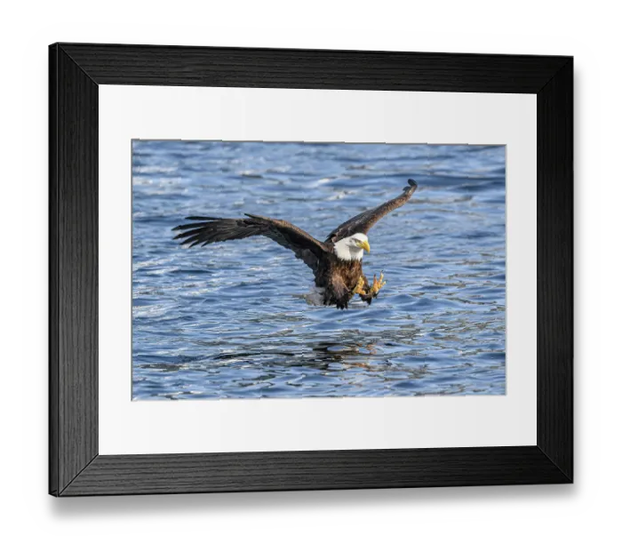 Framed Print : Bald eagle (Haliaeetus leucocephalus) fishing for Pacific herring (Clupea pallasii), Sitka Sound, Alaska, USA, Pacific Ocean Framed Print : Bald eagle (Haliaeetus leucocephalus) fishing for Pacific herring (Clupea pallasii), Sitka Sound, Alaska, USA, Pacific Ocean