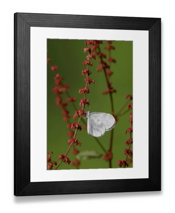 Framed Print : Wood white butterfly (Leptidea sinapis) resting on plant stem, UK. Captive bred specimen. Controlled conditions