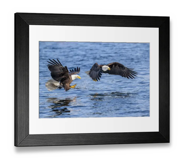 Framed Print : Two Bald eagles (Haliaeetus leucocephalus) fishing for Pacific herring (Clupea pallasii), Sitka Sound, Alaska, USA, Pacific Ocean Framed Print : Two Bald eagles (Haliaeetus leucocephalus) fishing for Pacific herring (Clupea pallasii), Sitka Sound, Alaska, USA, Pacific Ocean
