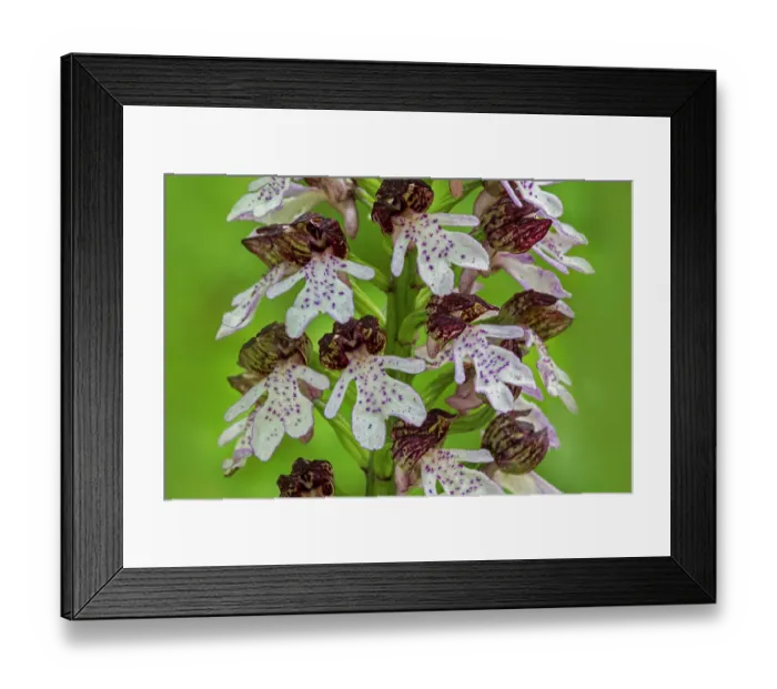 Framed Print : Lady orchid (Orchis purpurea) in flower in spring, La Brenne, Indre, France. May Framed Print : Lady orchid (Orchis purpurea) in flower in spring, La Brenne, Indre, France. May