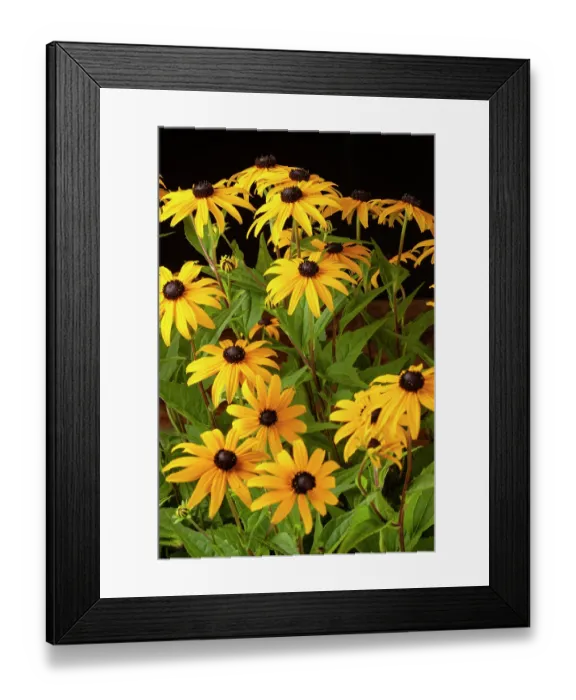 Framed Print : Black eyed susan (Rudbeckia sp.) flowers under visible light on black background Framed Print : Black eyed susan (Rudbeckia sp.) flowers under visible light on black background