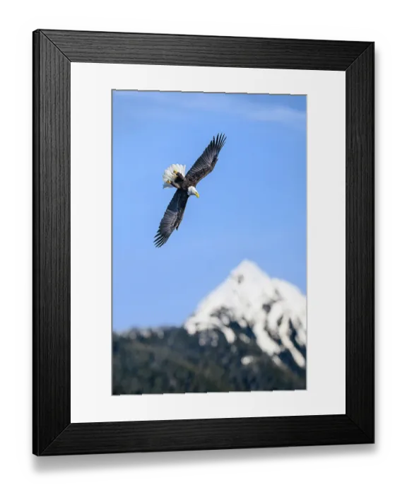 Framed Print : Bald eagle (Haliaeetus leucocephalus) in flight, swooping down over Sitka Sound, Sitka, Alaska, USA Framed Print : Bald eagle (Haliaeetus leucocephalus) in flight, swooping down over Sitka Sound, Sitka, Alaska, USA