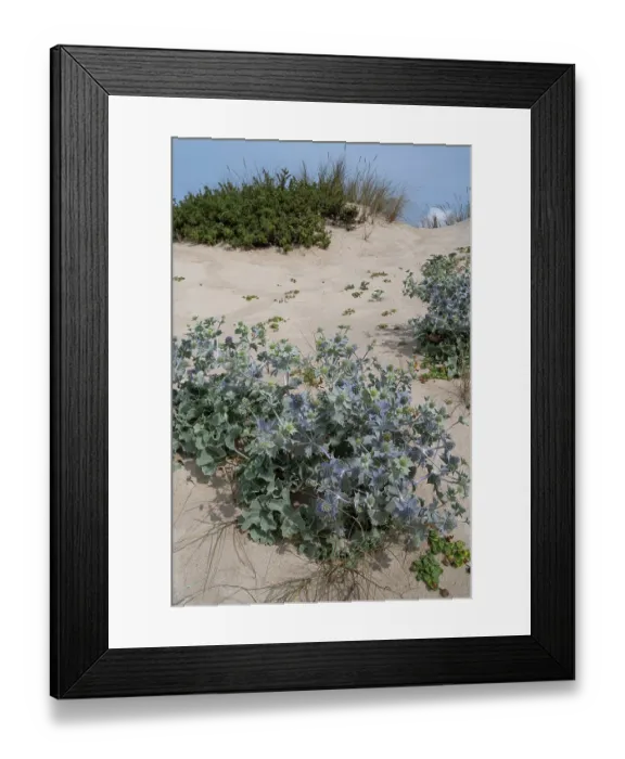 Framed Print : Sea holly (Eryngium maritimum) on sand dunes, Portugal. June Framed Print : Sea holly (Eryngium maritimum) on sand dunes, Portugal. June