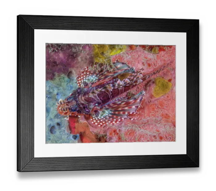 Framed Print : Zebra lionfish (Dendrochirus zebra) camouflaged among encrusting sponges (Porifera), Ambon, Indonesia, Pacific Ocean Framed Print : Zebra lionfish (Dendrochirus zebra) camouflaged among encrusting sponges (Porifera), Ambon, Indonesia, Pacific Ocean
