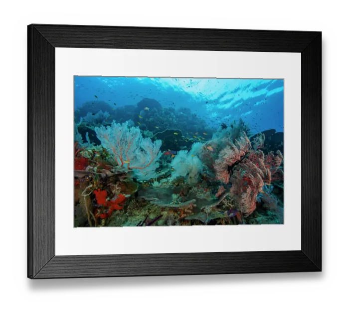 Framed Print : A coral reef scene with red Sea fans (Melithaea sp.) and Threadfin anthias (Pseudanthias huchti) Framed Print : A coral reef scene with red Sea fans (Melithaea sp.) and Threadfin anthias (Pseudanthias huchti)