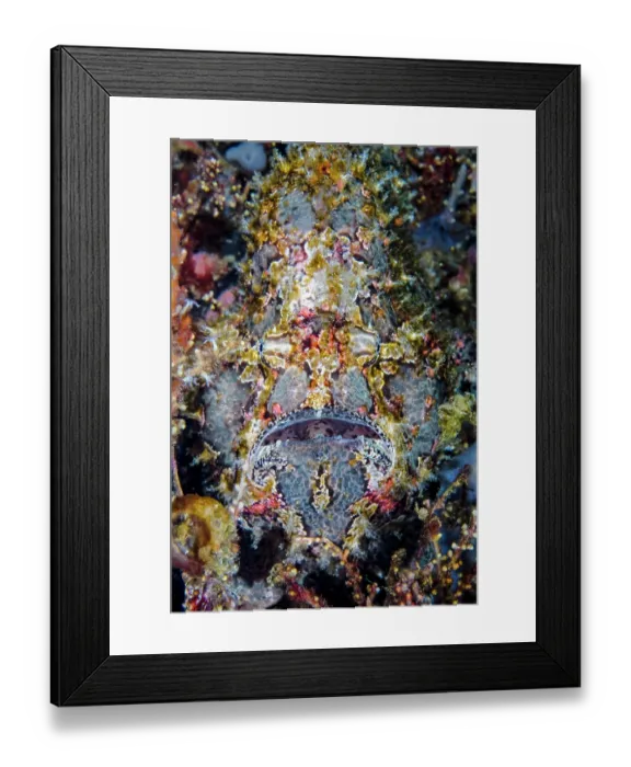 Framed Print : Giant frogfish (Antennarius commersoni) portrait, Ambon, Indonesia, Pacific Ocean Framed Print : Giant frogfish (Antennarius commersoni) portrait, Ambon, Indonesia, Pacific Ocean