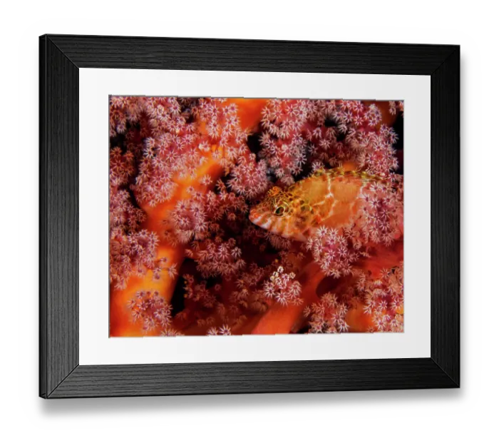 Framed Print : Threadfin hawkfish (Cirrhitichthys aprinus) camouflaged amongst orange Soft coral (Dendronephthya sp.), Triton Bay, West Papua, Indonesia, Pacific Ocean