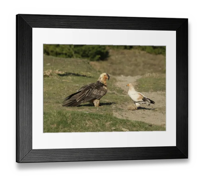 Framed Print : Egyptian vulture (Neophron percnopterus) and Bearded vulture (Gypaetus barbatus) standing face to face, competing for tuft of sheep wool to be used as a nest lining, Lamiana Framed Print : Egyptian vulture (Neophron percnopterus) and Bearded vulture (Gypaetus barbatus) standing face to face, competing for tuft of sheep wool to be used as a nest lining, Lamiana