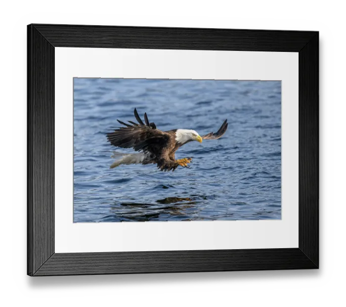 Framed Print : Bald eagle (Haliaeetus leucocephalus) fishing for Pacific herring (Clupea pallasii), Sitka Sound, Alaska, USA, Pacific Ocean Framed Print : Bald eagle (Haliaeetus leucocephalus) fishing for Pacific herring (Clupea pallasii), Sitka Sound, Alaska, USA, Pacific Ocean