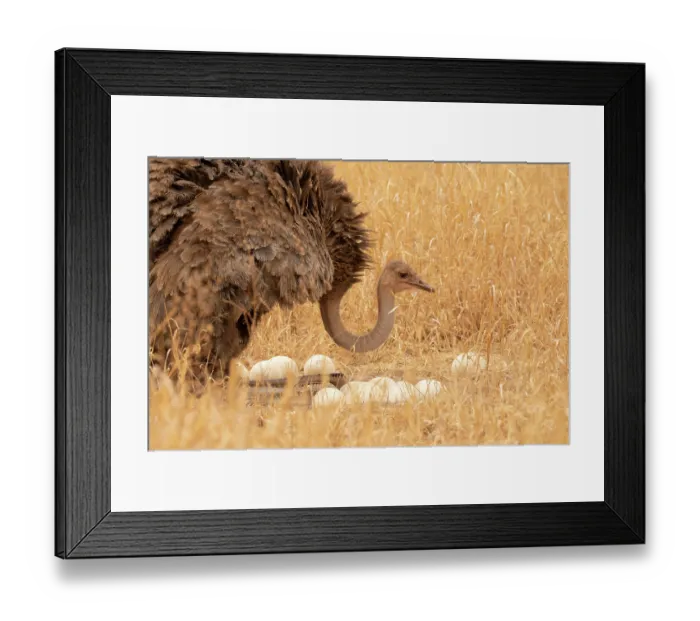 Framed Print : Masai ostrich (Struthio camelus massaicus) female, sitting on heels at nest, arranging eggs, Tarangire National Park, Tanzania Framed Print : Masai ostrich (Struthio camelus massaicus) female, sitting on heels at nest, arranging eggs, Tarangire National Park, Tanzania