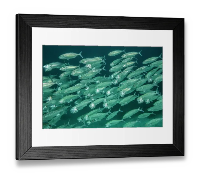 Framed Print : Indian mackerel (Rastrelliger kanagurta) school, swimming with open mouths while feeding on zooplankton, Raja Ampat, Indonesia, Pacific Ocean Framed Print : Indian mackerel (Rastrelliger kanagurta) school, swimming with open mouths while feeding on zooplankton, Raja Ampat, Indonesia, Pacific Ocean
