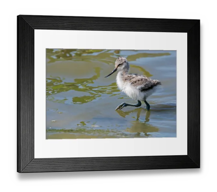 Framed Print : Pied avocet (Recurvirostra avosetta) chick foraging in shallow water of pond in spring, Flanders, Belgium. May Framed Print : Pied avocet (Recurvirostra avosetta) chick foraging in shallow water of pond in spring, Flanders, Belgium. May