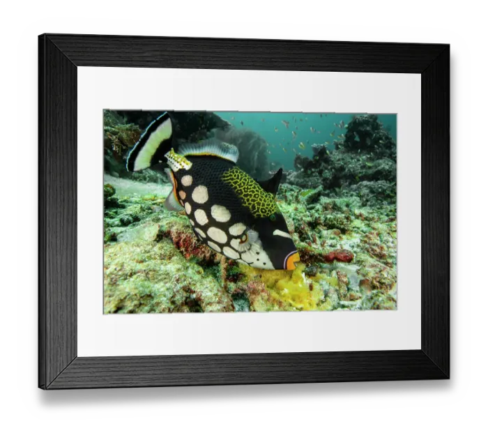 Framed Print : Clown triggerfish (Balistoides conspicillum) female, guarding a large cluster of yellow eggs, Raja Ampat, Indonesia, Pacific Ocean
