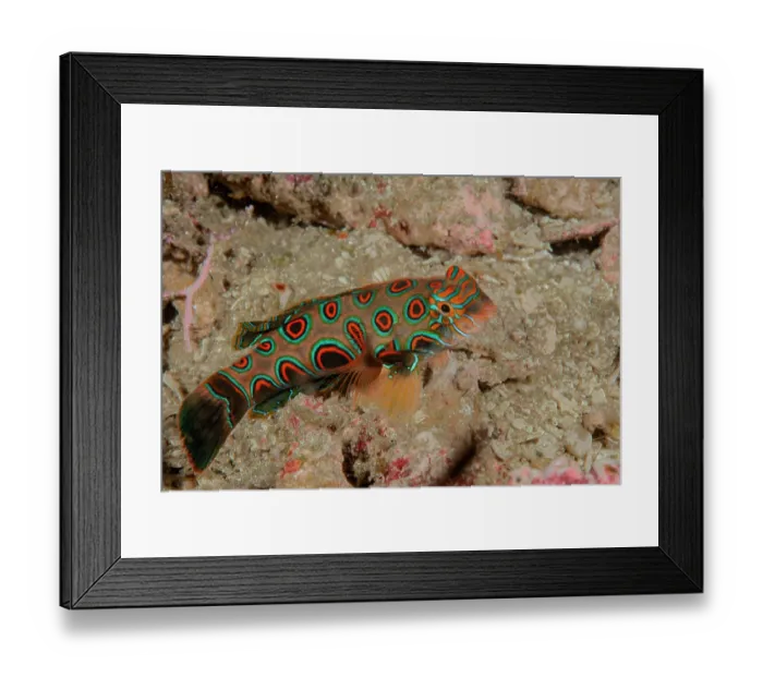 Framed Print : Picturesque dragonet (Synchiropus picturatus) resting on seabed, Raja Ampat, Indonesia, Pacific Ocean Framed Print : Picturesque dragonet (Synchiropus picturatus) resting on seabed, Raja Ampat, Indonesia, Pacific Ocean