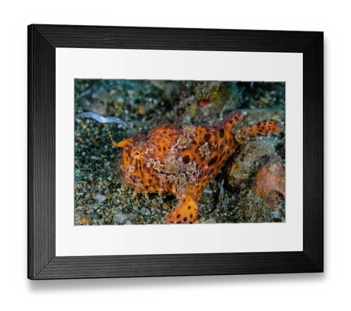 Framed Print : Striated frogfish (Antennarius striatus) using its bifurcated, worm-like lure (esca) to hunt for food on seabed, Ambon, Indonesia, Pacific Ocean Framed Print : Striated frogfish (Antennarius striatus) using its bifurcated, worm-like lure (esca) to hunt for food on seabed, Ambon, Indonesia, Pacific Ocean
