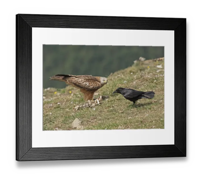 Framed Print : Carrion crow (Corvus corone) attempting to steal food from Red kite (Milvus milvus), Lamiana, Pyrenees, Aragon, Spain. April Framed Print : Carrion crow (Corvus corone) attempting to steal food from Red kite (Milvus milvus), Lamiana, Pyrenees, Aragon, Spain. April