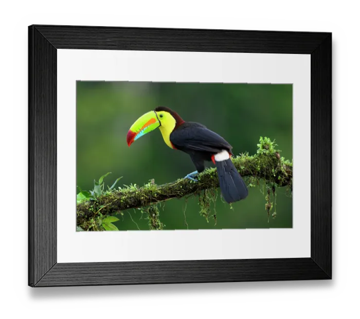 Framed Print : Keel-billed toucan (Ramphastos sulfuratus) perched on branch in rainforest understory, Boca Tapada region, Costa Rica Framed Print : Keel-billed toucan (Ramphastos sulfuratus) perched on branch in rainforest understory, Boca Tapada region, Costa Rica
