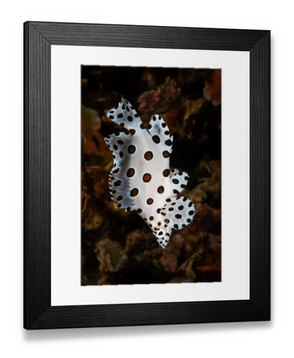 Framed Print : Humpback grouper (Cromileptes altivelis) juvenile, portrait, Raja Ampat, Indonesia, Pacific Ocean Framed Print : Humpback grouper (Cromileptes altivelis) juvenile, portrait, Raja Ampat, Indonesia, Pacific Ocean