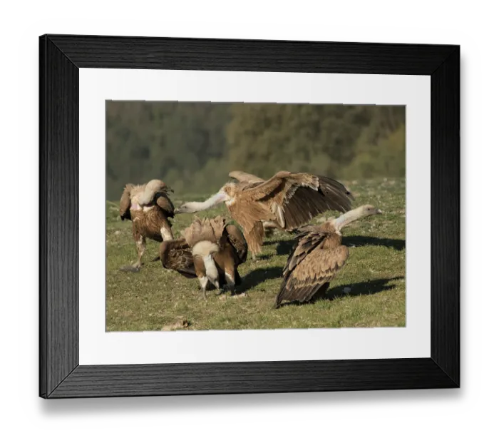 Framed Print : Four Griffon vultures (Gyps fulvus) feeding and competing for food on hillside, Lamiana, Aragon, Pyrenees, Spain. April Framed Print : Four Griffon vultures (Gyps fulvus) feeding and competing for food on hillside, Lamiana, Aragon, Pyrenees, Spain. April