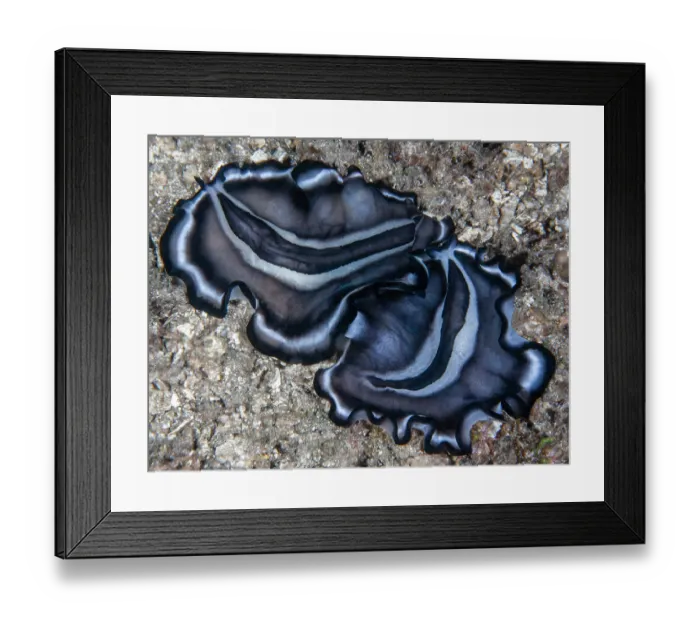 Framed Print : Polyclad flatworms (Pseudobiceros sp.) pair, on seabed preparing to mate, Raja Ampat, Indonesia, Pacific Ocean Framed Print : Polyclad flatworms (Pseudobiceros sp.) pair, on seabed preparing to mate, Raja Ampat, Indonesia, Pacific Ocean