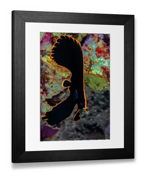 Framed Print : Pinnate batfish (Platax pinnatus) juvenile, portrait, mimicking the appearance of a toxic flatworm to deter predators, Ambon, Indonesia, Pacific Ocean Framed Print : Pinnate batfish (Platax pinnatus) juvenile, portrait, mimicking the appearance of a toxic flatworm to deter predators, Ambon, Indonesia, Pacific Ocean