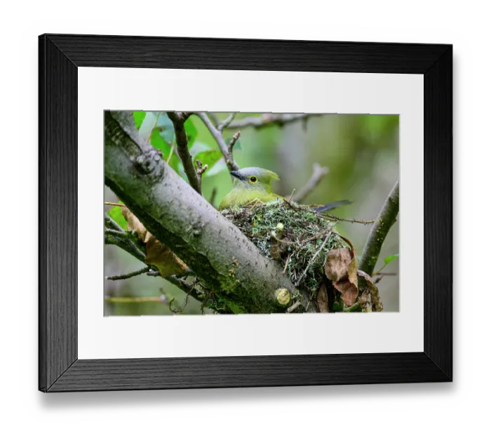 Framed Print : Long-tailed silky flycatcher (Ptiliogonys caudatus) male, sitting on nest in montane rainforest, Savegre Valley, Costa Rica Framed Print : Long-tailed silky flycatcher (Ptiliogonys caudatus) male, sitting on nest in montane rainforest, Savegre Valley, Costa Rica