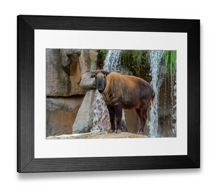 Framed Print : Mishmi takin (Budorcas taxicolor taxicolor) portrait. Captive, occurs in India, Myanmar and China. Endangered Framed Print : Mishmi takin (Budorcas taxicolor taxicolor) portrait. Captive, occurs in India, Myanmar and China. Endangered
