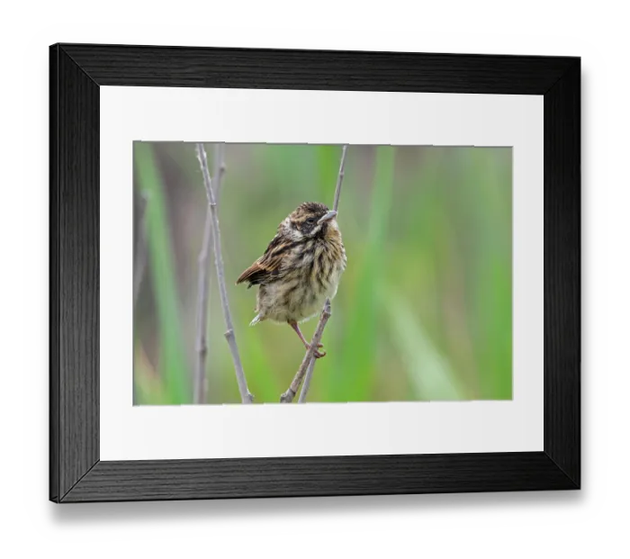 Framed Print : Common reed bunting (Emberiza schoeniclus) fledgling perched in bush in late spring, Flanders, Belgium. June Framed Print : Common reed bunting (Emberiza schoeniclus) fledgling perched in bush in late spring, Flanders, Belgium. June