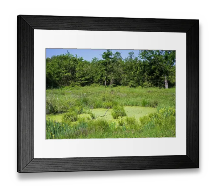 Framed Print : Toad pond / amphibian pool covered in Duckweed (Lemna sp.) in meadow at forest's edge, habitat for the reproduction of frogs, toads and salamanders in spring, La Brenne, Indre Framed Print : Toad pond / amphibian pool covered in Duckweed (Lemna sp.) in meadow at forest's edge, habitat for the reproduction of frogs, toads and salamanders in spring, La Brenne, Indre