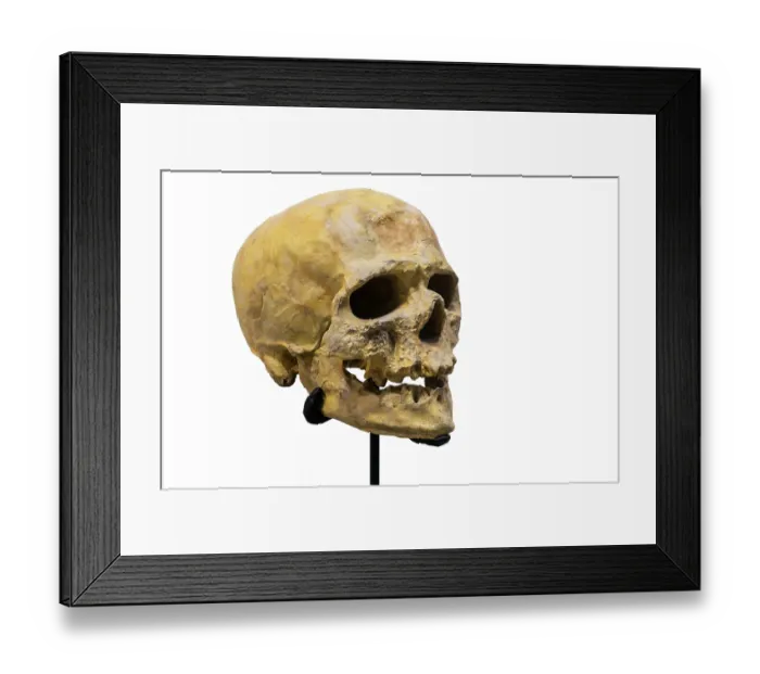 Framed Print : Skull replica of Cro-Magnon, first early modern human to settle in Europe about 45, 000 years ago Framed Print : Skull replica of Cro-Magnon, first early modern human to settle in Europe about 45, 000 years ago