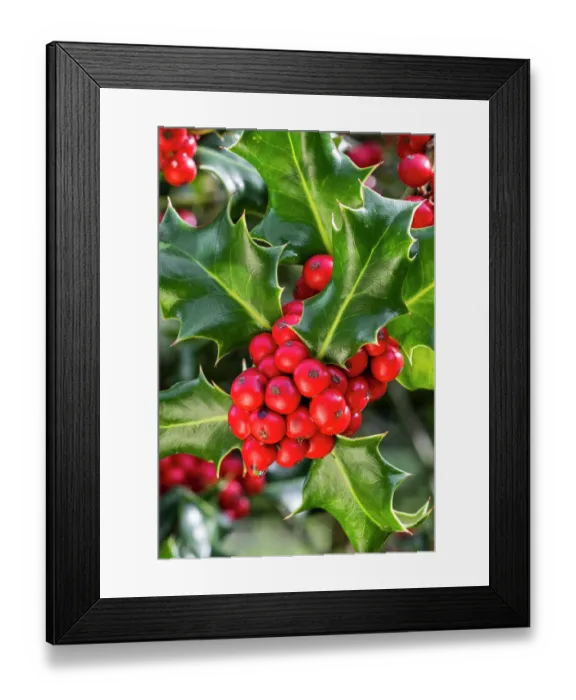 Framed Print : Common holly (Ilex aquifolium) close-up of evergreen leaves and red berries in autumn, Flanders, Belgium. October Framed Print : Common holly (Ilex aquifolium) close-up of evergreen leaves and red berries in autumn, Flanders, Belgium. October