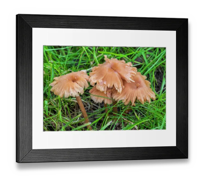 Framed Print : Deceiver (Laccaria laccata) mushrooms growing in grassland at forest's edge in autumn, Flanders, Belgium. October Framed Print : Deceiver (Laccaria laccata) mushrooms growing in grassland at forest's edge in autumn, Flanders, Belgium. October